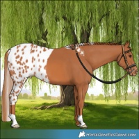 Horse Color:Chestnut Skewed Appaloosa 