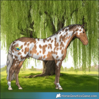 Horse Color:Chocolate Palomino Skewed Appaloosa