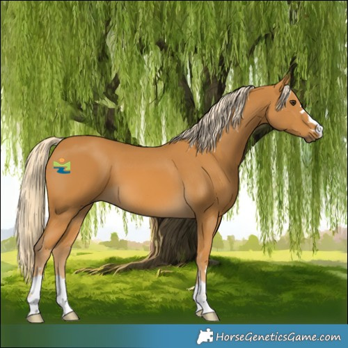 Horse Color:Palomino 