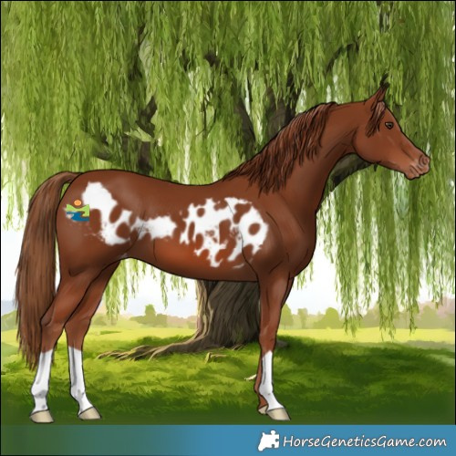 Horse Color:Chestnut Skewed Appaloosa 
