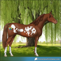 Horse Color:Chestnut Skewed Appaloosa