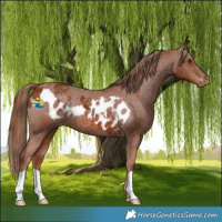 Horse Color:Chestnut Skewed LP Spotted 