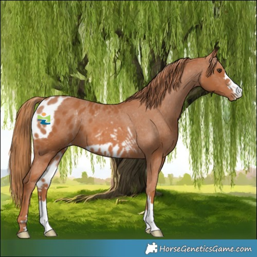 Horse Color:Chestnut Skewed Appaloosa 