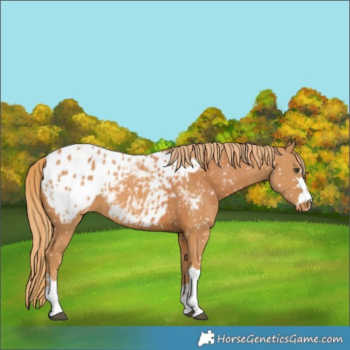 Horse Color:Chestnut Appaloosa  and Chestnut Appaloosa 