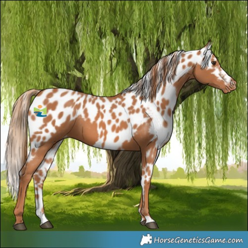 Horse Color:Chestnut Skewed Appaloosa 
