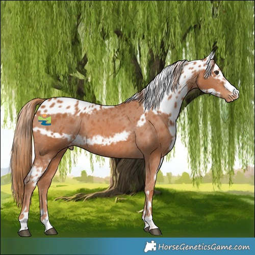 Horse Color:Chestnut Skewed Appaloosa 