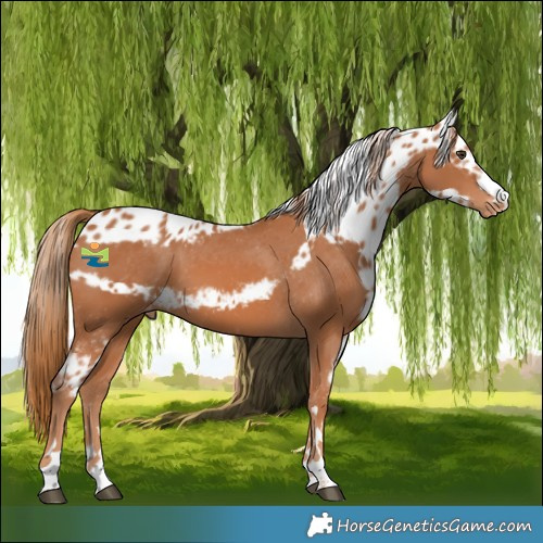 Horse Color:Chestnut Skewed Appaloosa