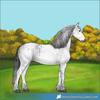 Horse Color:Gray White Spotted Black  and Gray White Spotted Black 