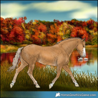 Horse Color:Palomino