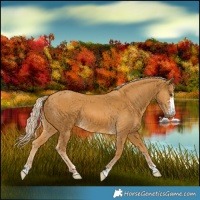 Horse Color:Palomino 
