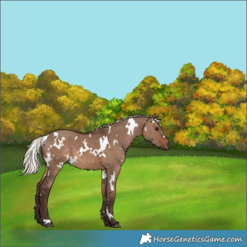 Horse Color:White Spotted Silver Brown Dun