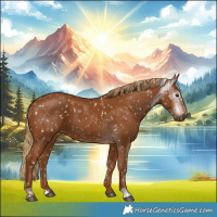 Horse Color:Gray Chestnut Appaloosa  and Gray Chestnut Appaloosa 