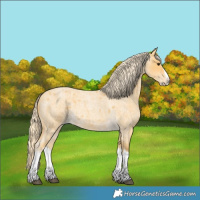 Horse Color:Palomino Roan Splash 