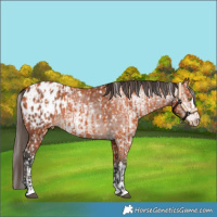 Horse Color:Bay Blanket and Gray Bay Blanket