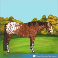 Horse Color:Bay Appaloosa  and Gray Bay Appaloosa 