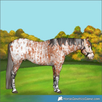Horse Color:Bay Blanket  and Gray Bay Blanket 