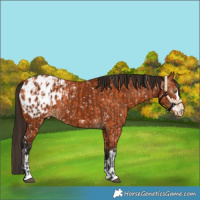 Horse Color:Bay Appaloosa  and Gray Bay Appaloosa 