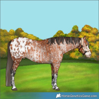 Horse Color:Bay Appaloosa  and Gray Bay Appaloosa 