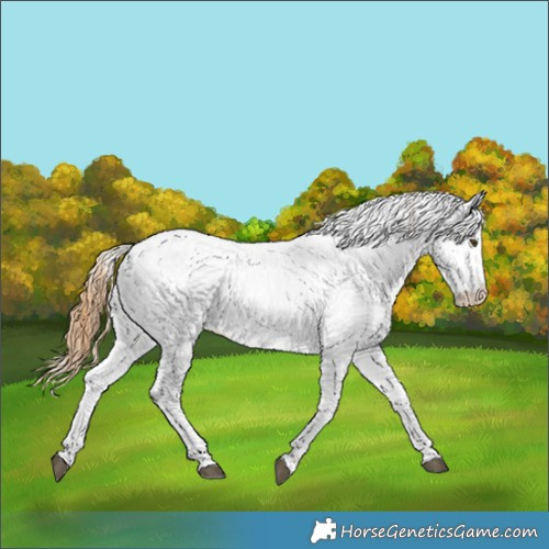 Horse Color:Chestnut Appaloosa  and Chestnut Appaloosa 