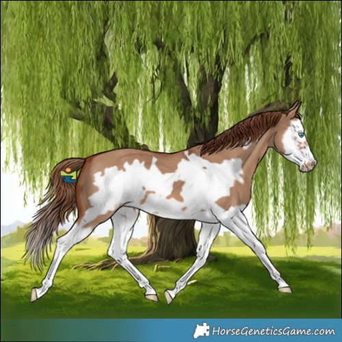 Horse Color:Red Dun Splash Frame 