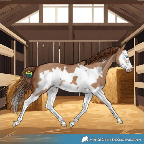 Horse Color:Red Dun Splash Frame 