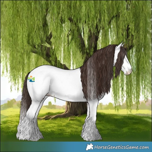 Horse Color:Liver Chestnut Splash Appaloosa