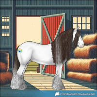 Horse Color:Liver Chestnut Splash Appaloosa