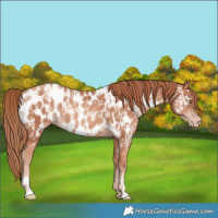 Horse Color:Gold Champagne Near Leopard  and Gold Champagne Near Leopard Rabicano 