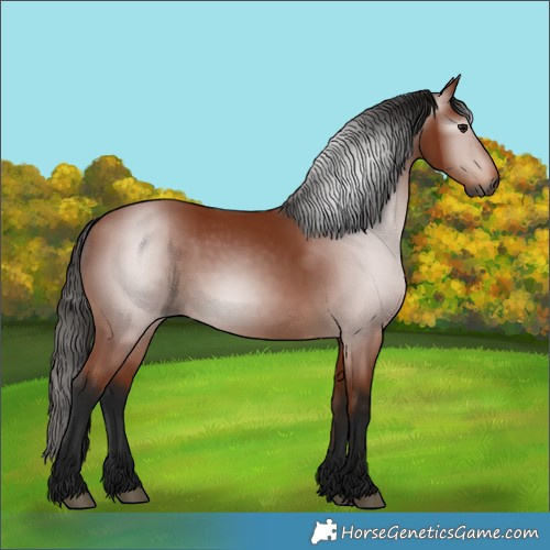 Horse Color:Gray Bay 