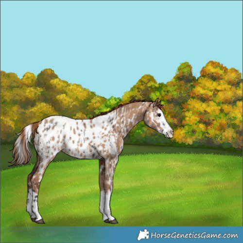 Horse Color:Grullo Appaloosa and Red Dun Splash Appaloosa