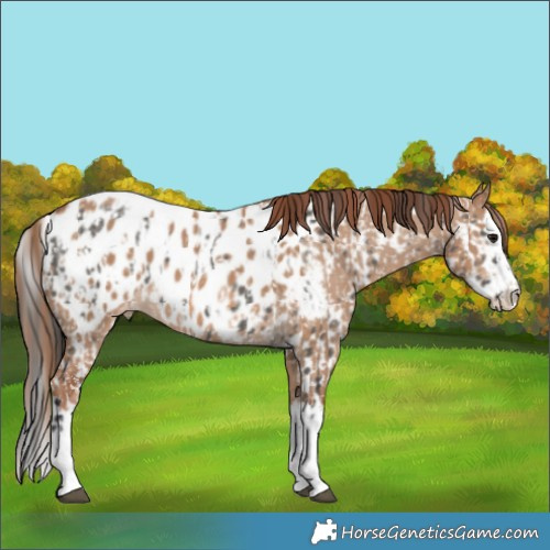 Horse Color:Grullo Appaloosa  and Red Dun Splash Appaloosa 