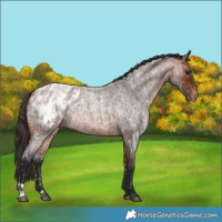Horse Color:Bay Roan Blanket and Bay Roan Blanket