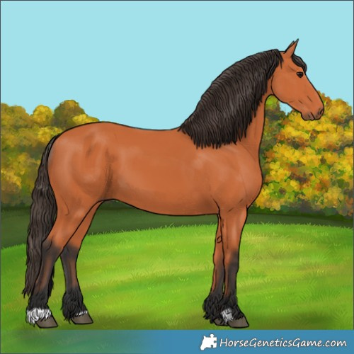 Horse Color:Bay 