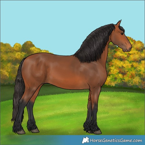 Horse Color:Bay 