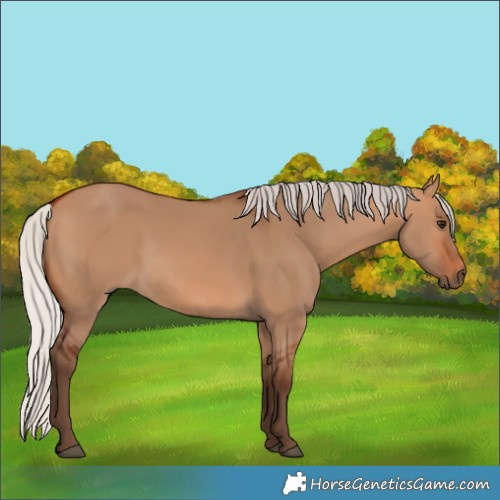 Horse Color:Silver Bay Dun 
