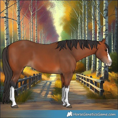 Horse Color:Bay Splash 