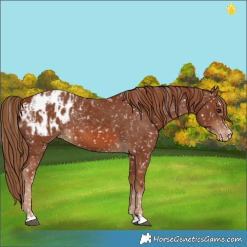 Horse Color:Chestnut Appaloosa and Chestnut Appaloosa