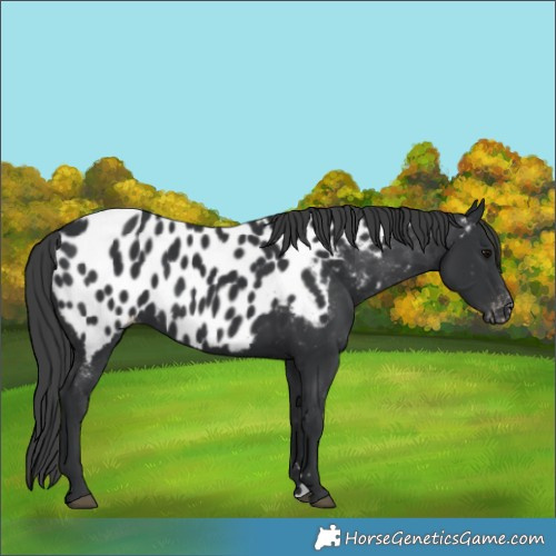 Horse Color:Black Appaloosa 