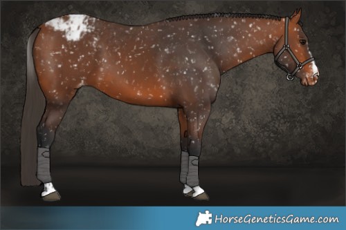 Horse Color:Bay Appaloosa  and Bay Appaloosa 