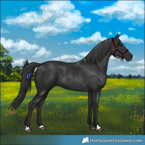 Horse Color:Black 