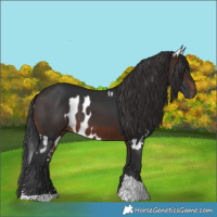 Horse Color:Brown Near Leopard and Brown