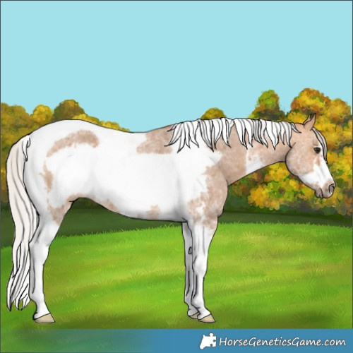 Horse Color:Silver Bay Dun Sabino Tobiano Frame Rabicano 