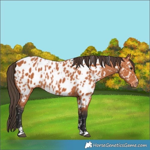 Horse Color:Bay Appaloosa  and Bay Appaloosa 