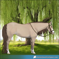 Horse Color:Classic Champagne Dun 