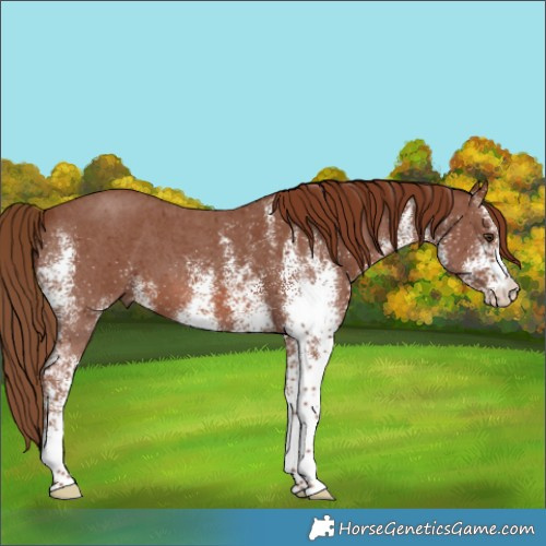 Horse Color:White Spotted Chestnut 