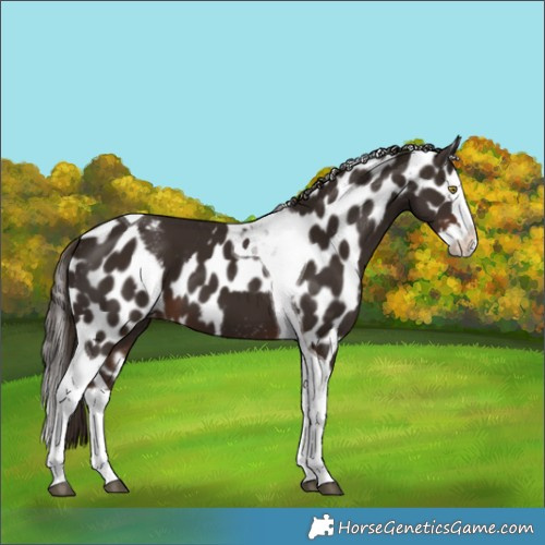 Horse Color:Liver Chestnut Splash Tobiano Skewed LP Spotted 
