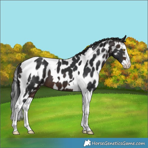Horse Color:Brown Splash Tobiano Skewed Appaloosa 
