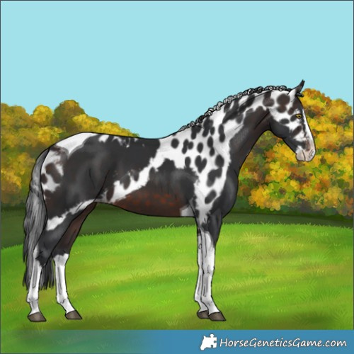 Horse Color:Brown Splash Tobiano Skewed Appaloosa 