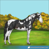 Horse Color:Brown Splash Tobiano Skewed LP Spotted 