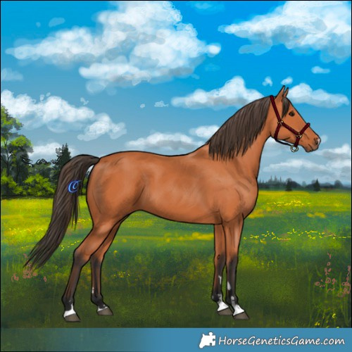 Horse Color:Bay 